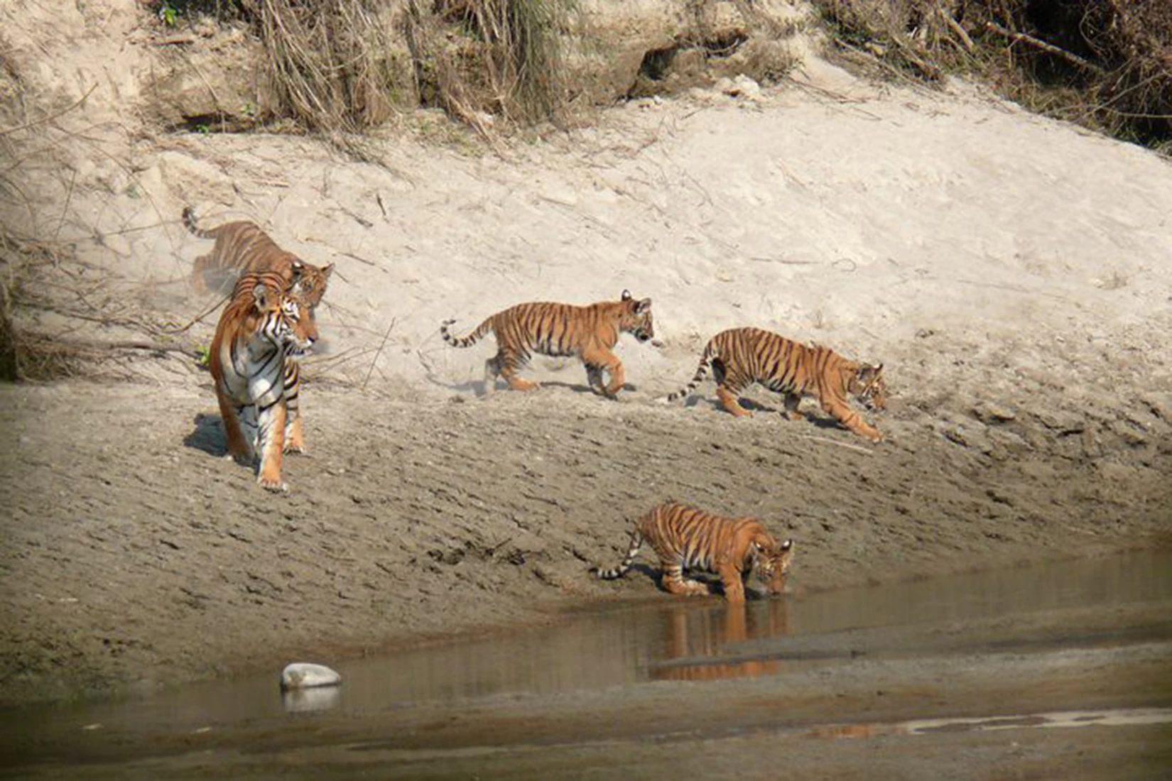 Bardiya Jungle Safari