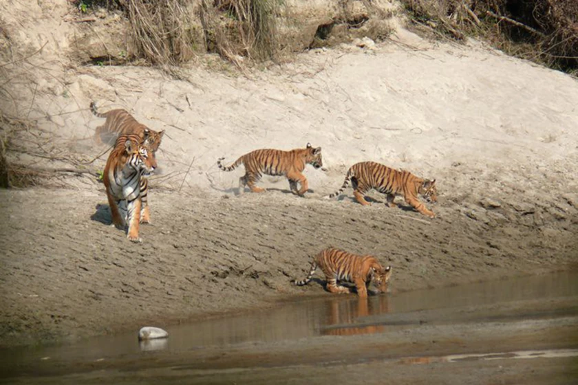 Bardiya Jungle Safari