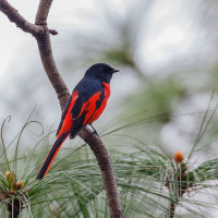 Some Common Birds of Nepal